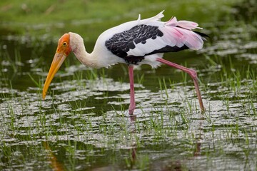 Painted Stork, Nesyt Indický, Mycteria leucocephala sitting on a tree in sri lanka