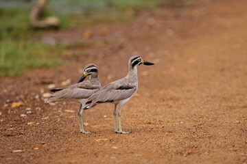 A pair of The great stone-curlew or great thick-knee (Esacus recurvirostris),  Dytík Křivozobý, funny grey bird with big eyes and large beaks standing  in open land with nice composition