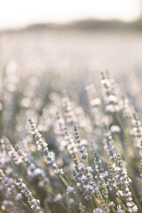 Sunset over a white lavender field in Provence, France.