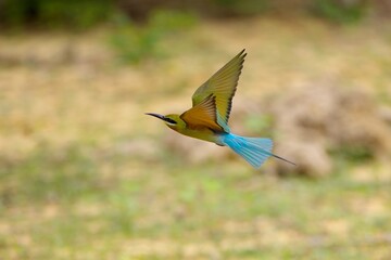 Flying the blue-tailed bee-eater (Merops philippinus), Sri Lanka, Bundala