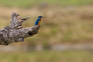 The common kingfisher (Alcedo atthis), ledňáček říční also known as the Eurasian kingfisher sitting on a branch catching fish.