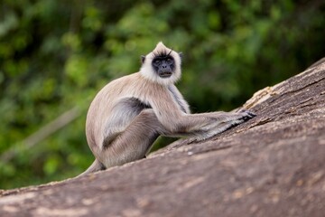 The tufted gray langur (Semnopithecus priam), also known as Madras gray langur, and Coromandel sacred langur 