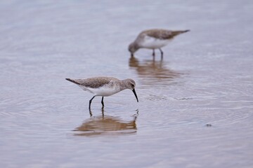 A pair of Dunlin (Calidris alpina), with beautiful coloured background. Colorful water bird sitting on the ground near the lake in the evening.