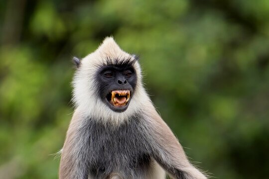 The tufted gray langur (Semnopithecus priam), also known as Madras gray langur, and Coromandel sacred langur 