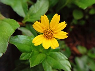 Yellow wedelia flowers bloom beautifully