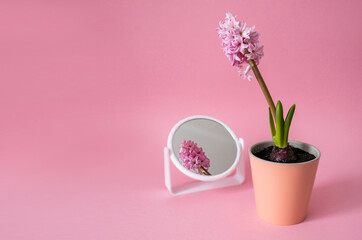 Admire your beauty. Pink hyacinth flower in pot. Reflection in the mirror. Still life