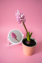 Admire your beauty. Pink hyacinth flower in pot. Reflection in the mirror. Still life