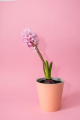 Pink hyacinth flower in pot on a pink background. Still life