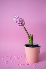 Pink hyacinth flower in pot on a pink background. Still life