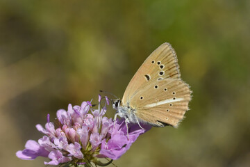 Ripart's anomalous blue (Polyommatus ripartii). Little blue butterfly on wild grass