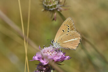Ripart's anomalous blue (Polyommatus ripartii). Little blue butterfly on wild grass
