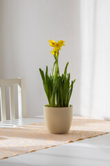 Spring flower yellow daffodil in a flowerpot on a white table in the kitchen.