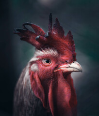 Galo com luz e cores dramáticas © Leonardo