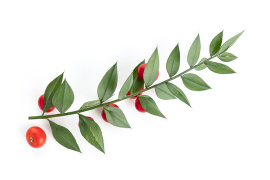 Butchers broom or Ruscus aculeatus twig with leaves and red fruits isolated on white background