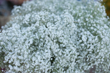 White Gypsophila flower bouquet on sale at flower shop.