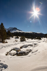 ARVEN WALD. SCHWEIZER NATIONAL PARK. WINTER LANDSCHAFT - 571692338