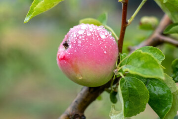 Ripe apple with raindrops on the tree. Cultivation of apples