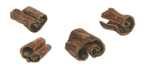Bark strips of Cinnamon, watercolor