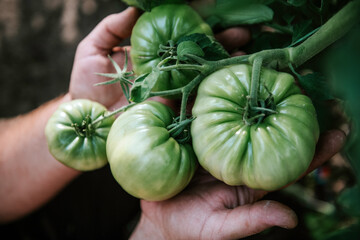 Top view of unrecognizable caucasian man's hands holding green fresh unripe tomatoes on a vine in greenhouse. Summer gardening. Healthy vegetarian food