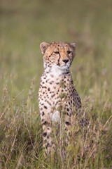 Fototapeta na wymiar Cheetah Portrait