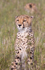 Curious Cheetah Portrait