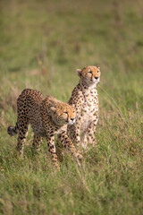 Cheetah Stalking
