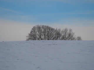 trees in the snow