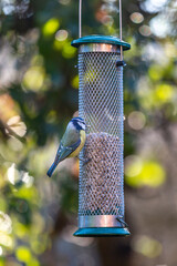 A blue tit perched on a bird feeder, with a shallow depth of field
