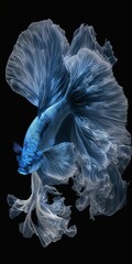 Beautiful blue fish