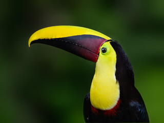 Yellow-throated Toucan closeup portrait on green background
