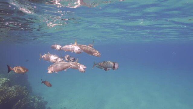 Slow motion, Group of Mackerel fish with open mouth swim under surface in the blue water. Shoal of Indian Mackerel (Rastrelliger kanagurta) swim with open mouth ram feeding on macroplanton in ocean