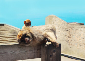 The Barbary Macaque monkeys sleeping mother and baby. Gibraltar, United Kingdom