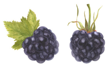 Watercolor botanical illustartion. Fresh blackberry