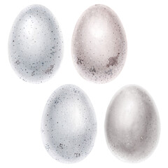 Bird eggs. Realistic watercolor illustration.