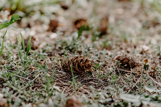 Pine cones on the ground in the forest in early spring.