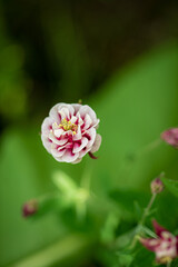 Close up of pink columbine (aquilegia) blossom