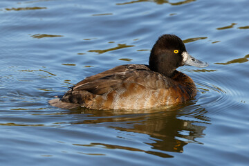 A beautiful Lesser Scaup (Female) on a winter morning.