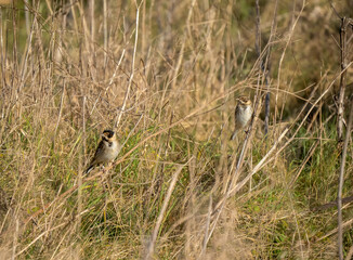 common reed bunting (Emberiza schoeniclus) in tall meadow grasses
