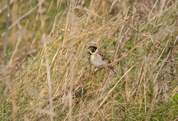 Obraz premium common reed bunting (Emberiza schoeniclus) in tall meadow grasses