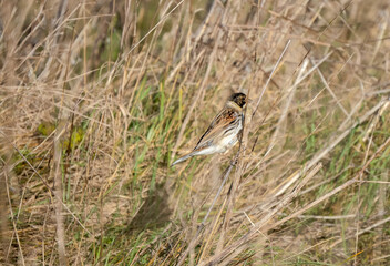 common reed bunting (Emberiza schoeniclus) in tall meadow grasses