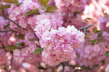 Naklejka premium springtime. pink japanese cherry flower on blooming spring tree