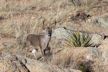 Buck Coues Whitetail Deer in the Rut in the Chiricahua National Monument Arizona