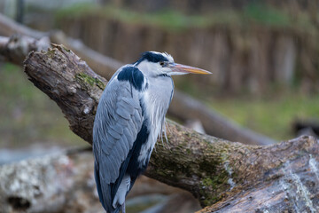 Single grey heron (Ardea cinerea) standing on a wood. Springtime.