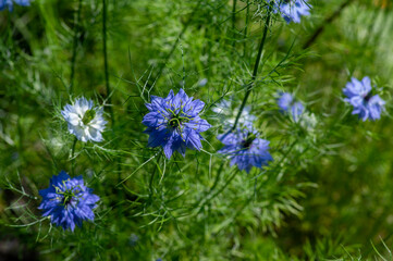 Nigella damascena early summer flowering plant with different shades of blue flowers on small green shrub, ornamental garden