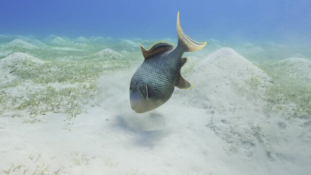 Slow motion, Triggerfish digs holes in the sandy bottom in search of food. Close up of Yellowmargin Triggerfish (Pseudobalistes flavimarginatus) feeding on sandy bottom blowing sand with water jet