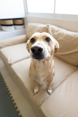 Homeless puppy adopted and happy at home. Puppy in the living room