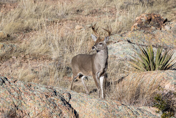 Buck Coues Whitetail Deer in the Rut in the Chiricahua National Monument Arizona