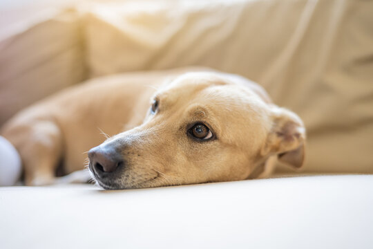 Homeless puppy adopted and happy at home. Puppy in the living room