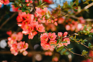 Blooming Japanese quince in spring - Chaenomeles japonica.