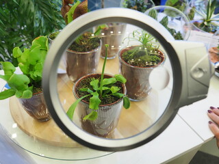 Cactus plants in a pot under a magnifying glass